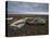 Two Old Boats on the Saltmarshes at Burnham Deepdale, Norfolk, England-Jon Gibbs-Premier Image Canvas