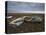 Two Old Boats on the Saltmarshes at Burnham Deepdale, Norfolk, England-Jon Gibbs-Premier Image Canvas