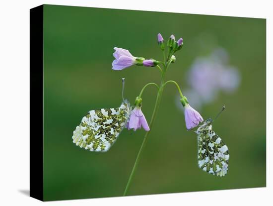 Two Orange tip butterfly roosting at dawn on Cuckooflower, UK-Andy Sands-Premier Image Canvas