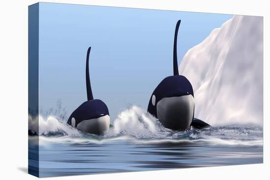 Two Orca Whales Pass Near an Iceberg in the North Arctic Ocean-null-Stretched Canvas