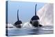 Two Orca Whales Pass Near an Iceberg in the North Arctic Ocean-null-Stretched Canvas