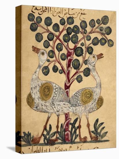 Two Ostriches-Aristotle ibn Bakhtishu-Premier Image Canvas