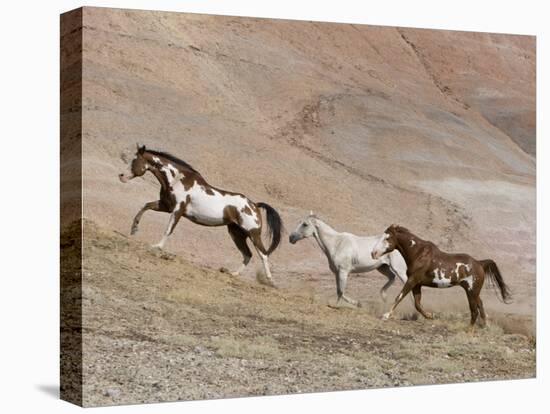 Two Paint Horses and a Grey Quarter Horse Running Up Hill, Flitner Ranch, Shell, Wyoming, USA-Carol Walker-Premier Image Canvas