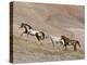 Two Paint Horses and a Grey Quarter Horse Running Up Hill, Flitner Ranch, Shell, Wyoming, USA-Carol Walker-Premier Image Canvas