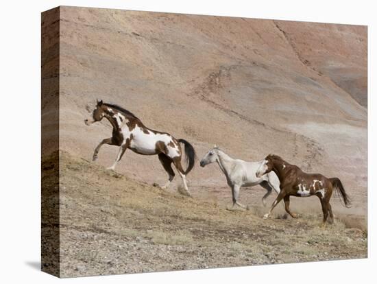 Two Paint Horses and a Grey Quarter Horse Running Up Hill, Flitner Ranch, Shell, Wyoming, USA-Carol Walker-Premier Image Canvas