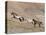 Two Paint Horses and a Grey Quarter Horse Running Up Hill, Flitner Ranch, Shell, Wyoming, USA-Carol Walker-Premier Image Canvas