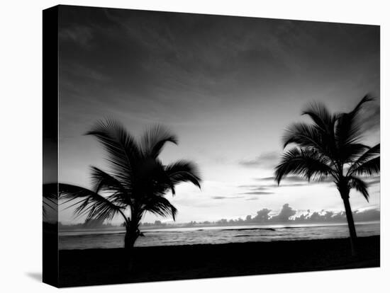 Two Palms BW-John Gusky-Premier Image Canvas