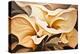 Two Pansy flowers-Lea Faucher-Stretched Canvas