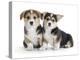 Two Pembrokeshire Welsh Corgi Pups, 9 Weeks Old, Ears Starting to Prick-Jane Burton-Premier Image Canvas