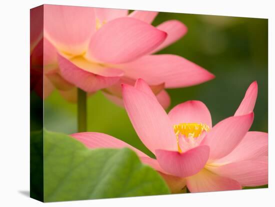 Two Pink Lotus Blossoms, Kenilworth Aquatic Gardens, Washington DC, USA-Corey Hilz-Premier Image Canvas