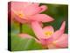 Two Pink Lotus Blossoms, Kenilworth Aquatic Gardens, Washington DC, USA-Corey Hilz-Premier Image Canvas