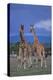 Two Playful Giraffes-DLILLC-Premier Image Canvas