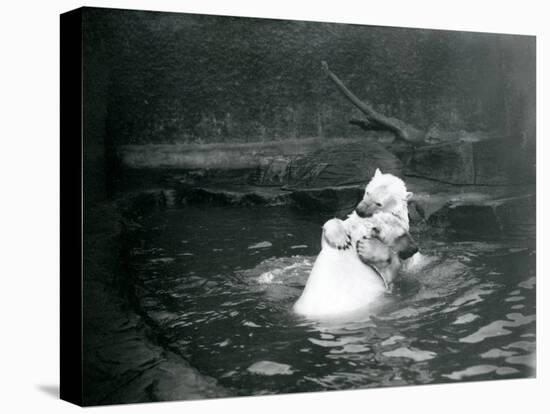 Two Polar Bears, Including a Juvenile, Hugging and Playing in a Pool at London Zoo, June 1922-Frederick William Bond-Premier Image Canvas