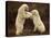 Two Polar Bears Play Fighting, Churchill, Hudson Bay, Canada-Inaki Relanzon-Premier Image Canvas