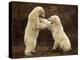 Two Polar Bears Play Fighting, Churchill, Hudson Bay, Canada-Inaki Relanzon-Premier Image Canvas