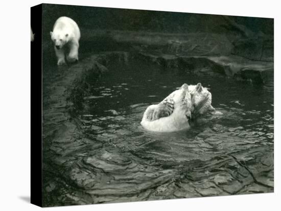 Two Polar Bears Romp in their Pool While Another Walks By, London Zoo, June 1922-Frederick William Bond-Premier Image Canvas