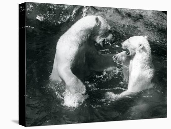 Two Polar Bears Romping in their Pool at London Zoo in 1926 (B/W Photo)-Frederick William Bond-Premier Image Canvas