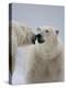 Two Polar Bears (Ursus Maritimus) Interacting, Svalbard, Norway, September 2009-Cairns-Premier Image Canvas