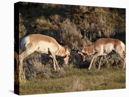 Two Pronghorn (Antilocapra Americana) Bucks Sparring, Yellowstone National Park, Wyoming, USA-James Hager-Premier Image Canvas