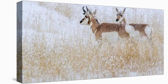 Two pronghorns in winter, Wyoming, USA-Art Wolfe Wolfe-Premier Image Canvas