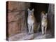 Two Puma Mountain Lion Cougar at Cave Entrance. Arizona, USA-Philippe Clement-Premier Image Canvas