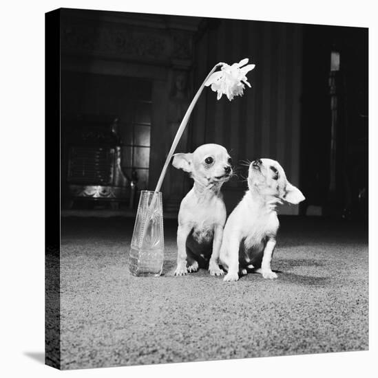 Two Pups Looking at a Flower in a Vase, 1962-Howard Walker-Premier Image Canvas