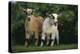 Two Pygmy Goats-DLILLC-Premier Image Canvas