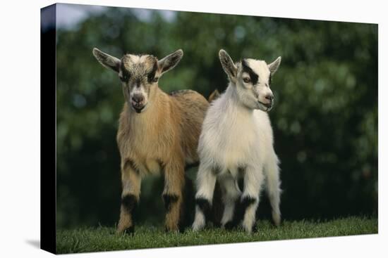 Two Pygmy Goats-DLILLC-Premier Image Canvas