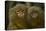 Two Pygmy Marmosets (Cebuella Puygmaea) Captive-Edwin Giesbers-Premier Image Canvas