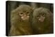 Two Pygmy Marmosets (Cebuella Puygmaea) Captive-Edwin Giesbers-Premier Image Canvas