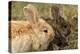 Two Rabbits Bunnies Full Frame-Richard Peterson-Premier Image Canvas