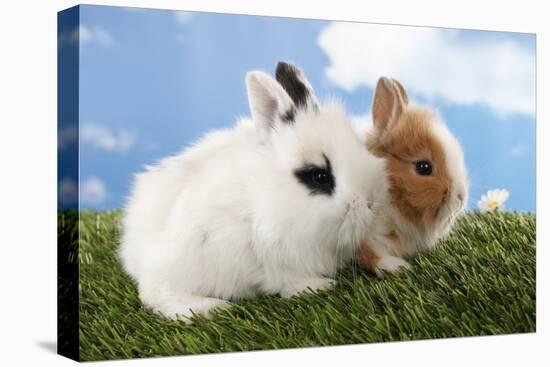 Two Rabbits Bunnies on Green Grass-Richard Peterson-Premier Image Canvas