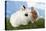 Two Rabbits Bunnies on Green Grass-Richard Peterson-Premier Image Canvas