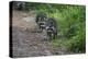 Two Raccoons Walking-Sheila Haddad-Premier Image Canvas