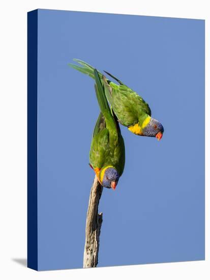 Two Rainbow Lorikeets in Southwest Australia.-Neil Losin-Premier Image Canvas