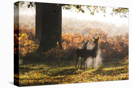 Two Red Deer Does, Cervus Elaphus, in Misty Richmond Park in the Fall-Alex Saberi-Premier Image Canvas