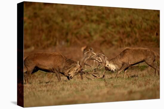 Two Red deer stags fighting, Bradgate Park, UK-Danny Green-Premier Image Canvas