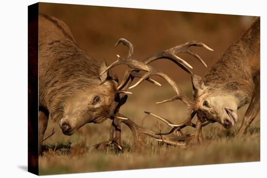 Two Red deer stags fighting, head to head, UK-Danny Green-Premier Image Canvas