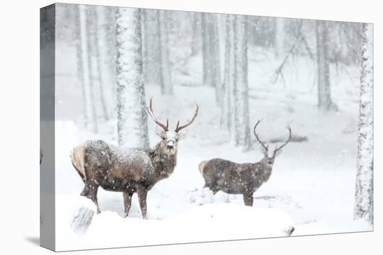Two Red deer stags in falling snow, Cairngorms, Scotland, UK-Danny Green-Premier Image Canvas