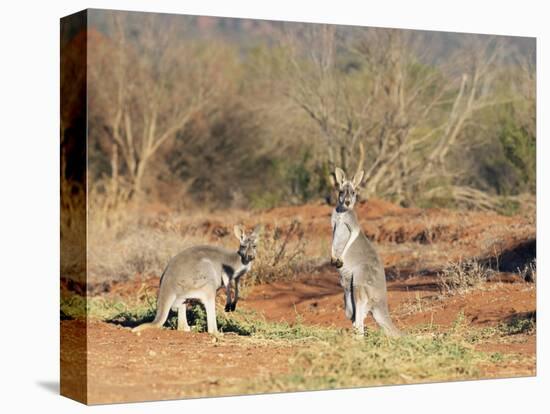 Two Red Kangaroos, Macropus Rufus, Mootwingee National Park, New South Wales, Australia, Pacific-Ann & Steve Toon-Premier Image Canvas