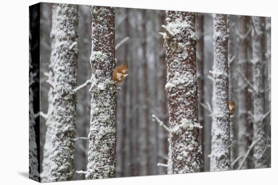 Two Red Squirrels (Sciurus Vulgaris) in Snowy Pine Forest. Glenfeshie, Scotland, January-Peter Cairns-Premier Image Canvas