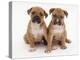 Two Red Staffordshire Bull Terrier Puppies, 6 Weeks Old, Sitting Together-Jane Burton-Premier Image Canvas