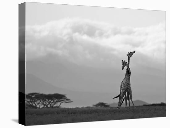 Two Reticulated Giraffes 'Necking' in the Early Morning-Nigel Pavitt-Premier Image Canvas