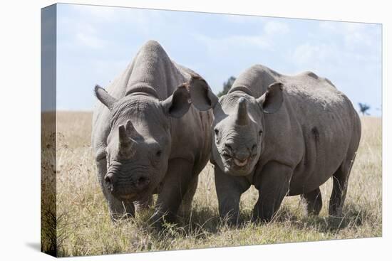 Two Rhinoceros, Ol Pejeta Conservancy, Laikipia, Kenya, East Africa, Africa-Ann and Steve Toon-Premier Image Canvas