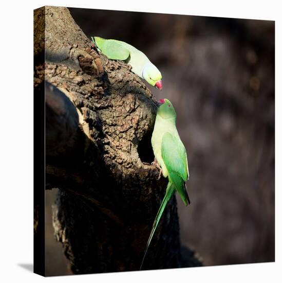 Two Ring-Necked Parakeets Make Contact on the Trunk of a Oak Tree-Alex Saberi-Premier Image Canvas