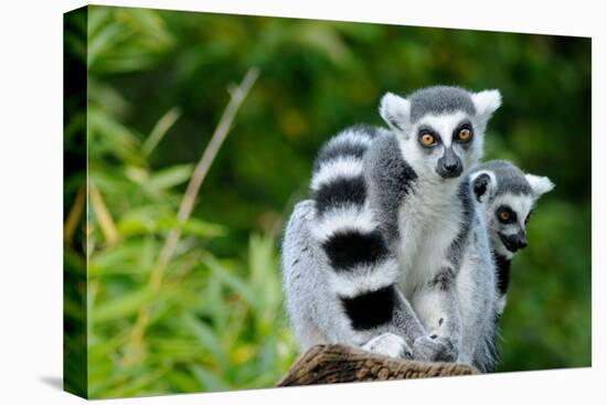 Two Ring-Tailed Lemur-seewhatmitchsee-Premier Image Canvas