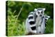 Two Ring-Tailed Lemur-seewhatmitchsee-Premier Image Canvas