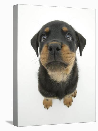 Two Rottweiler Pup, 8 Weeks Old, Sitting Down and Looking Up-Jane Burton-Premier Image Canvas