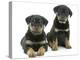 Two Rottweiler Pups, 8 Weeks Old-Jane Burton-Premier Image Canvas