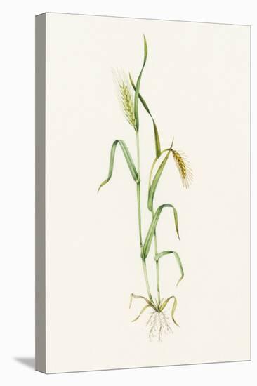 Two-row Barley (Hordeum Distichum)-Lizzie Harper-Premier Image Canvas